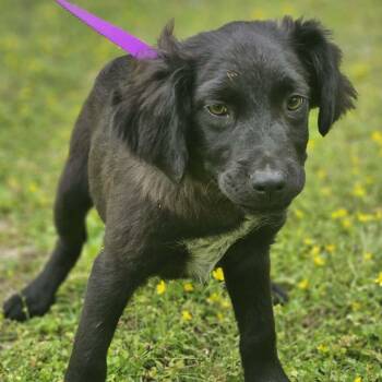 Labrador Retriever and Spaniel Dogs Available for Adoption in Bethpage, New York - Jaylon | PetCurious
