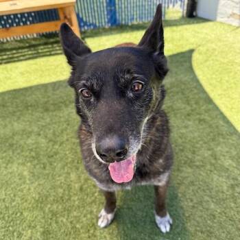 Jack -  Belgian Shepherd Malinois and Mixed Breed Dog Available for Adoption in Long Beach, California - Jack | PetCurious