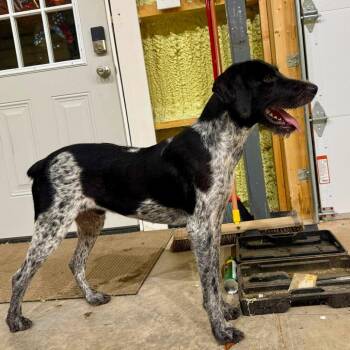 Scout (Chapel Hill, Tennessee) -  German Wirehaired Pointer Dog for Adoption in Santa Rosa, California - Scout (Chapel Hill, Tennessee) | PetCurious