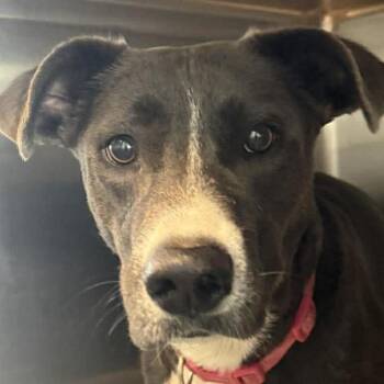Border Collie Dogs Available for Adoption in Midland, Texas - Harley | PetCurious