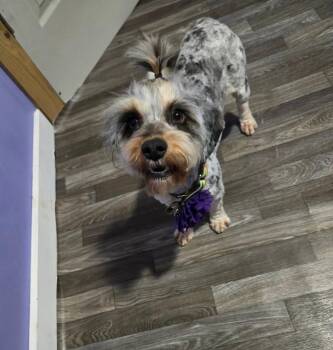 Yorkshire Terrier Dogs Available for Adoption - Miss Willow | PetCurious