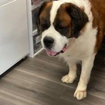 YORK-Stray-16114 -  Saint Bernard Dog for Adoption in York, Pennsylvania - YORK-Stray-16114 | PetCurious