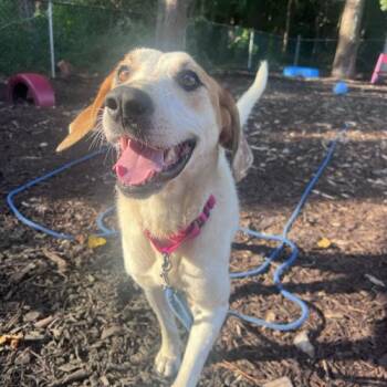 Kashi -  Mixed Breed Dog for Adoption in Toms River, New Jersey - Kashi | PetCurious