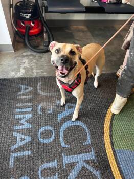 Onew -  Black Mouth Cur Dog Available for Adoption in Gautier, Mississippi - Onew | PetCurious