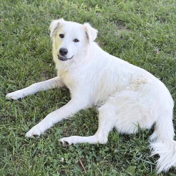 Drift -  Mixed Breed Dog for Adoption in Madison, Wisconsin - Drift | PetCurious