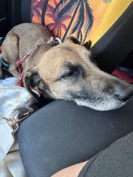 Anubis -  Labrador Retriever Dog for Adoption in St. Petersburg, Florida - Anubis | PetCurious