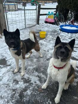 Rescue Akita Dogs for Adoption in Chicago, Illinois - Taz And Sasha | PetCurious