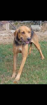 Rescue Coonhound and Mixed Breed Dogs for Adoption in Moultrie, Georgia - Apollo | PetCurious