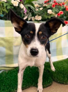 Penelope -  Terrier Dog for Adoption in Lemoore, California - Penelope | PetCurious