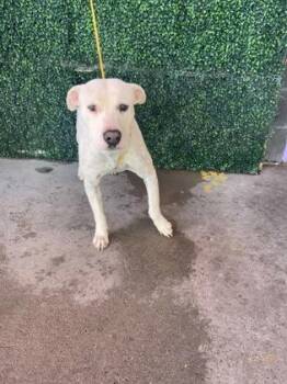 Pit Bull Terrier and Mixed Breed Dogs Available for Adoption in El Paso, Texas - 60743065 | PetCurious