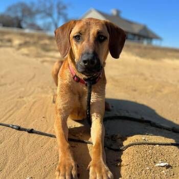 Rhodesian Ridgeback Dogs Available for Adoption - Tamale | PetCurious