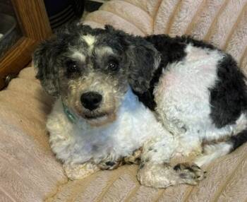 Candy -  Miniature Poodle and Miniature Schnauzer Dog for Adoption in Irmo, South Carolina - Candy | PetCurious