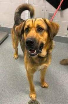 Eli -  Mixed Breed Dog for Adoption in Cincinnati, Ohio - Eli | PetCurious