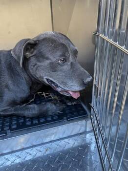 GRAY -  Mixed Breed Dog for Adoption in Dallas, Texas - GRAY | PetCurious