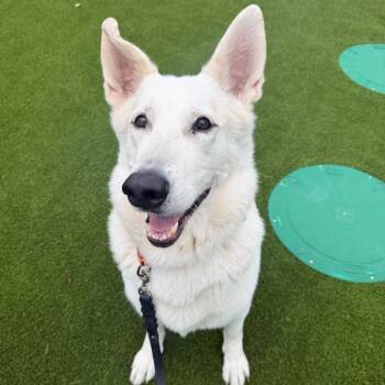 Artemis -  Belgian Shepherd Malinois and Mixed Breed Dog for Adoption in Hampton Bays, New York - Artemis | PetCurious