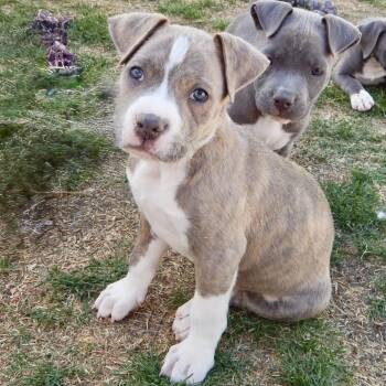 Pit Bull Terrier Dogs Available for Adoption in Mead, Colorado - Jelly Bean | PetCurious