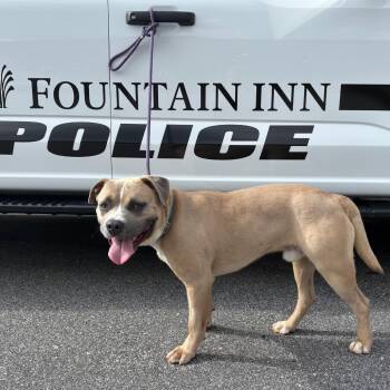 Dugan -  American Staffordshire Terrier and English Bulldog Dog for Adoption in Greenville, South Carolina - Dugan | PetCurious