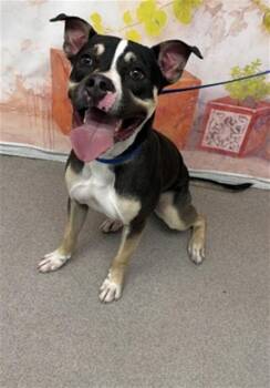 MARBLES -  Pit Bull Terrier and Mixed Breed Dog for Adoption in San Bernardino, California - MARBLES | PetCurious