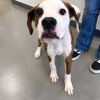 Ears -  Hound and Mixed Breed Dog for Adoption in Pinellas Park, Florida - Ears | PetCurious