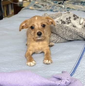 Sophia -  Terrier and Chihuahua Dog for Adoption in Phoenix, Arizona - Sophia | PetCurious