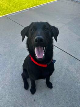Maverick -  Labrador Retriever and Mixed Breed Dog for Adoption in Cedar Rapids, Iowa - Maverick | PetCurious