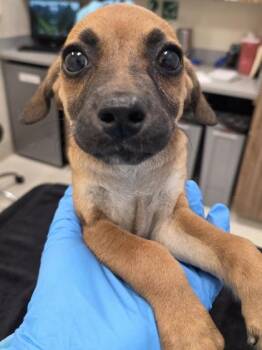 Mabel -  Black Mouth Cur and Mixed Breed Dog for Adoption in Honolulu, Hawaii - Mabel | PetCurious