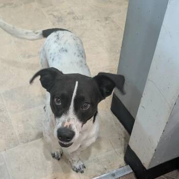 Mixed Breed Dogs Available for Adoption in Boaz, Alabama - Fannie Mae | PetCurious