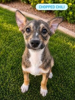 Chopped Chili -  Mixed Breed Dog for Adoption in Las Vegas, Nevada - Chopped Chili | PetCurious