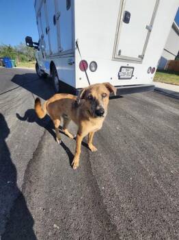 THOMAS -  German Shepherd Dog Dog for Adoption in San Antonio, Texas - THOMAS | PetCurious