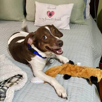 Wall-E -  Jack Russell Terrier Dog for Adoption in Bethel, Connecticut - Wall-E | PetCurious