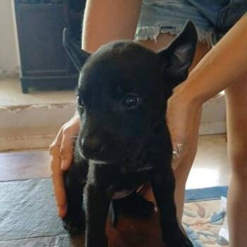 Raven -  Belgian Shepherd Malinois and Mixed Breed Dog for Adoption in Overland Park, Kansas - Raven | PetCurious