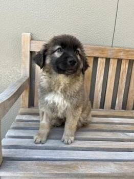 Shepherd Dogs Available for Adoption in Cashiers, North Carolina - Merle | PetCurious