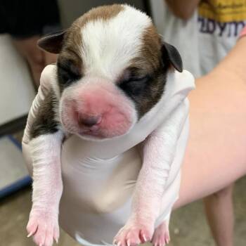 Zeppelin -  Australian Cattle Dog Blue Heeler and Terrier Dog for Adoption in Hattiesburg, Mississippi - Zeppelin | PetCurious