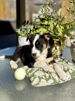 Husky Dogs Available for Adoption - Stedman | PetCurious