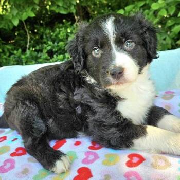 Australian Shepherd and Mixed Breed Dogs Available for Adoption in Pelham, New Hampshire - Mercedes  | PetCurious