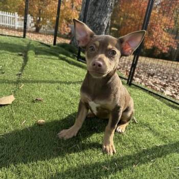 Rescue Chihuahua Dogs for Adoption in Floresville, Texas - Pumpkin | PetCurious