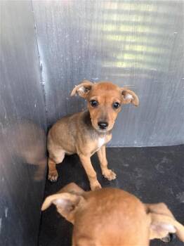 ADELAIDE -  Chihuahua Dog for Adoption in San Antonio, Texas - ADELAIDE | PetCurious