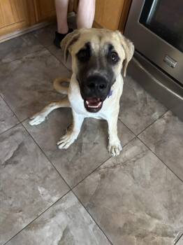 Bruce -  Mastiff Dog for Adoption in Glendale, Arizona - Bruce | PetCurious
