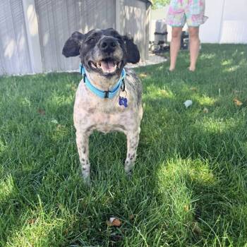 Clark Gable -  Miniature Schnauzer Dog for Adoption in Campton Hills, Illinois - Clark Gable | PetCurious