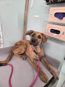 Terrier Dogs Available for Adoption in Athens, Tennessee - Cruz | PetCurious