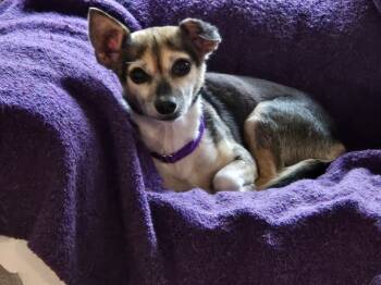 Rescue Chihuahua Dogs for Adoption in Plymouth, Michigan - Monica (PW 1598) | PetCurious