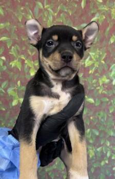 Sarabi -  Terrier and Mixed Breed Dog for Adoption in San Antonio, Texas - Sarabi | PetCurious