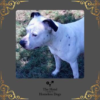 Rescue American Staffordshire Terrier and Terrier Dogs for Adoption in Cumberland, Rhode Island - Blizzard | PetCurious