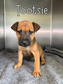 Shar Pei Dogs Available for Adoption - Tootsie | PetCurious