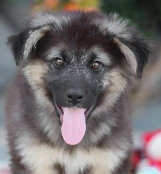 Hudson von Harthausen -  German Shepherd Dog Dog for Adoption in Los Angeles, California - Hudson Von Harthausen | PetCurious