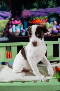 Mixed Breed Dogs Available for Adoption - Zane | PetCurious