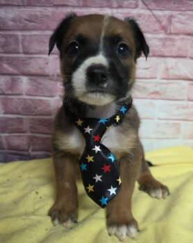 Smoke Bomb -  Border Collie Dog for Adoption in Sedalia, Colorado - Smoke Bomb | PetCurious