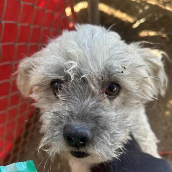 Mixed Breed Dogs Available for Adoption in Palm Springs, California - Teddy Bear | PetCurious