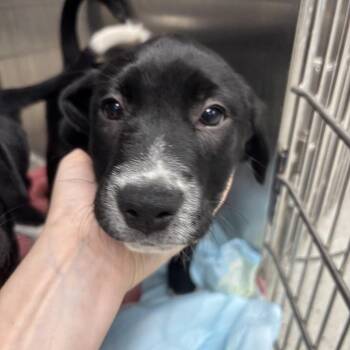 Veronica -  German Shorthaired Pointer Dog for Adoption in Indianapolis, Indiana - Veronica | PetCurious