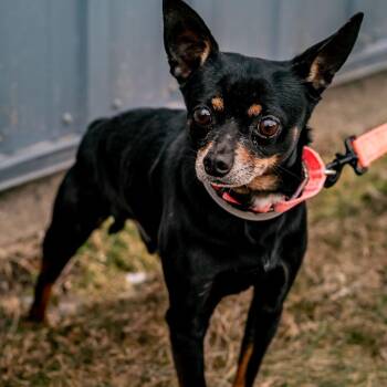 Chihuahua Dogs Available for Adoption - Groot | PetCurious